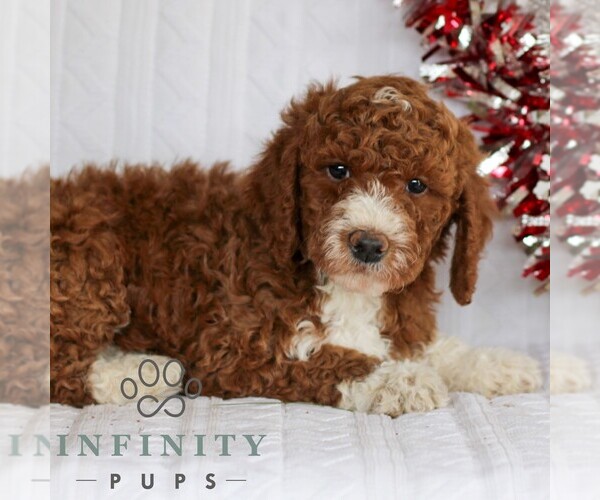Medium Photo #3 Goldendoodle (Miniature) Puppy For Sale in LITITZ, PA, USA