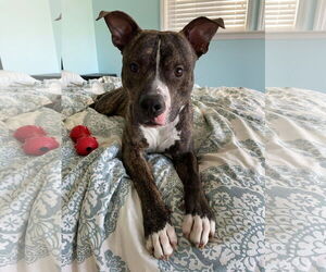 Alvin - Male Mutt Dog for Adoption - Photo #10