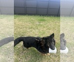 Small #8 German Shepherd Dog