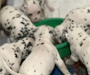 Dalmatian Puppy for Sale in GREENSBORO, North Carolina USA