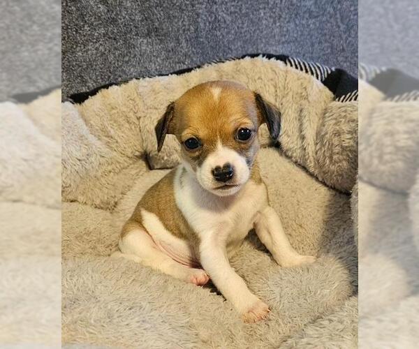 Medium Photo #3 Chiweenie Puppy For Sale in Los Angeles, CA, USA