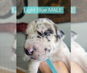 Medium Daniff-Neapolitan Mastiff Mix