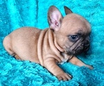 Small #7 French Bulldog