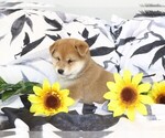 Small Photo #3 Shiba Inu Puppy For Sale in ORONOGO, MO, USA
