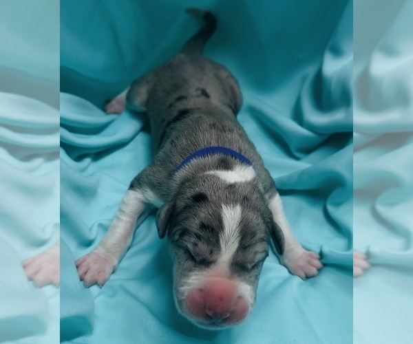 Medium Photo #1 Great Dane Puppy For Sale in MARSHVILLE, NC, USA