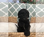 Small Photo #7 Labradoodle Puppy For Sale in ELK GROVE, CA, USA