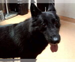 Small German Shepherd Dog Mix
