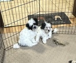 Small #8 Shih-Poo