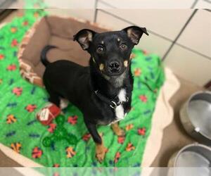 Miniature Pinscher-Unknown Mix Dogs for adoption in Fort Wayne, IN, USA