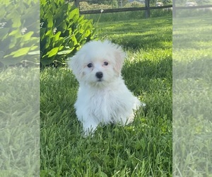 Coton de Tulear Puppy for sale in CANOGA, NY, USA