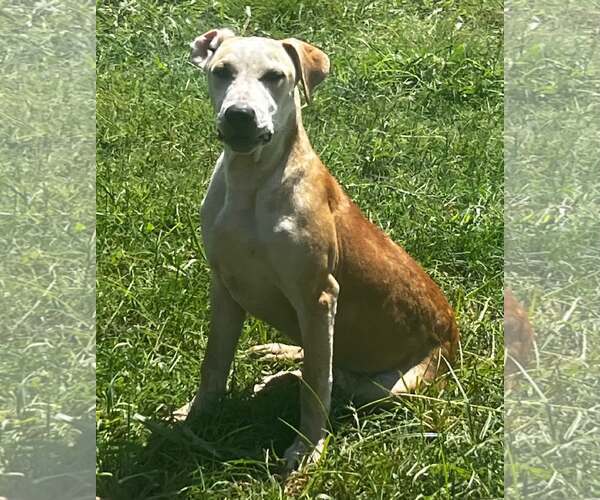 Medium Photo #1 Mutt Puppy For Sale in Pryor, OK, USA