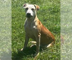 Mutt Dogs for adoption in Pryor, OK, USA