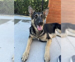 German Shepherd Dog-Unknown Mix Dogs for adoption in Elk Grove, CA, USA