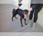Small #2 Rottweiler Mix