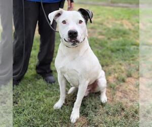 Mutt Dogs for adoption in Modesto, CA, USA
