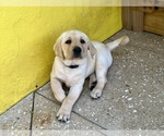 Small #2 Labrador Retriever