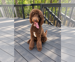 Ruby - Female Boodle-Poodle (Standard) Mix Puppy for Sale - Small photo