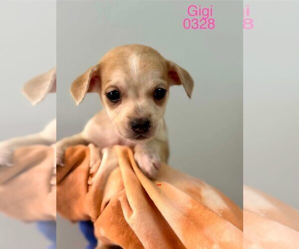 Medium Photo #1 Beagle-Unknown Mix Puppy For Sale in New York, NY, USA
