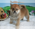 Small Photo #3 Shiba Inu Puppy For Sale in MANHATTAN, NY, USA