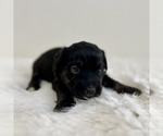 Small #7 Aussiedoodle Miniature -Miniature Bernedoodle Mix