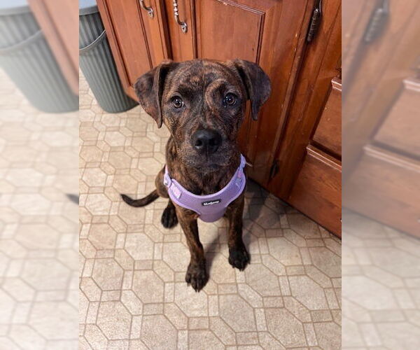 Medium Photo #32 American Staffordshire Terrier-Labrador Retriever Mix Puppy For Sale in Brewster, NY, USA