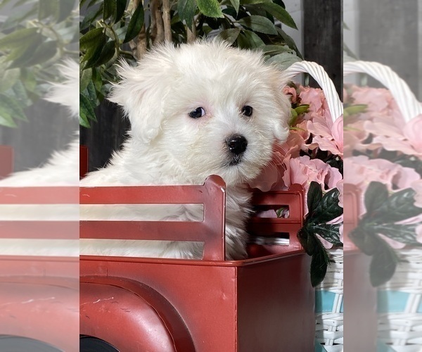 Medium Photo #3 Havaton Puppy For Sale in CANOGA, NY, USA