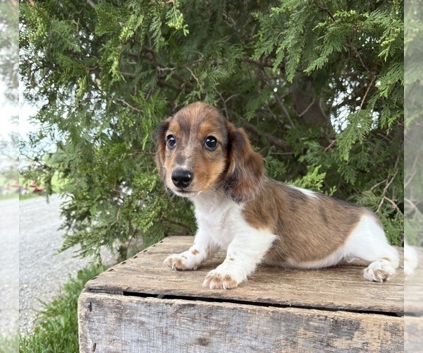 Medium Photo #4 Dachshund Puppy For Sale in MIDDLEBURY, IN, USA