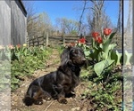 Small Photo #1 Dachshund Puppy For Sale in WAXHAW, NC, USA