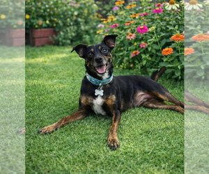 Rat Terrier Dogs for adoption in Euless, TX, USA