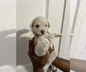 Maltipoo Puppy for Sale in LOGANVILLE, Georgia USA