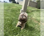 Small #4 Shih Tzu
