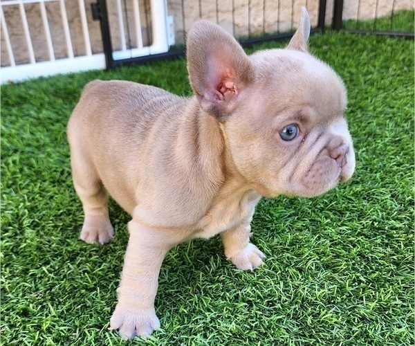 Medium Photo #14 French Bulldog Puppy For Sale in LAS VEGAS, NV, USA