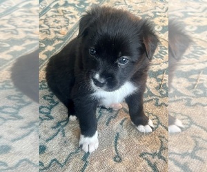 Border Collie-Unknown Mix Puppy for sale in PERRIS, CA, USA