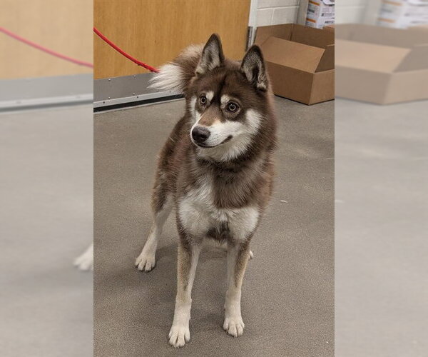 Medium Photo #1 Siberian Husky Puppy For Sale in Forestville, MD, USA