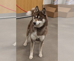 Siberian Husky Dogs for adoption in Forestville, MD, USA
