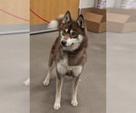 Small Siberian Husky