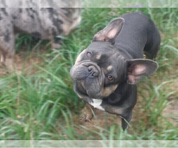 Medium Photo #1 French Bulldog Puppy For Sale in BOSTON, MA, USA