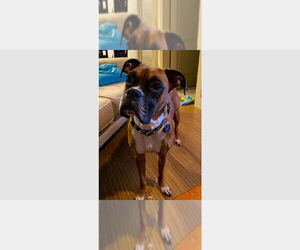 Boxer Dogs for adoption in Austin, TX, USA