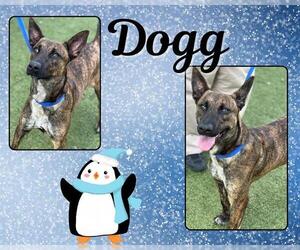 Mutt Dogs for adoption in Pearland, TX, USA