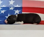 Small Photo #40 Border Collie Puppy For Sale in NORBORNE, MO, USA