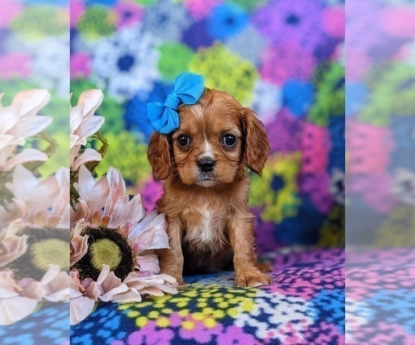Medium Photo #2 Cavalier King Charles Spaniel Puppy For Sale in CHRISTIANA, PA, USA