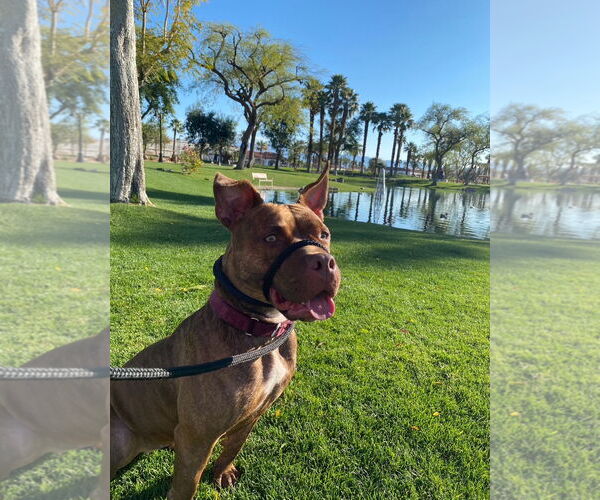 Medium Photo #3 American Pit Bull Terrier-Unknown Mix Puppy For Sale in Redlands, CA, USA