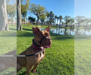 Gryffin - Female American Pit Bull Terrier-Unknown Mix Dog for Adoption - Photo #3
