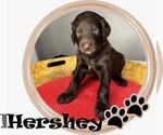 Puppy Hershey Goldendoodle mix (+ Poodle Standard)