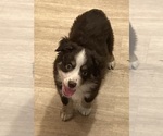 Small #1 Miniature Australian Shepherd