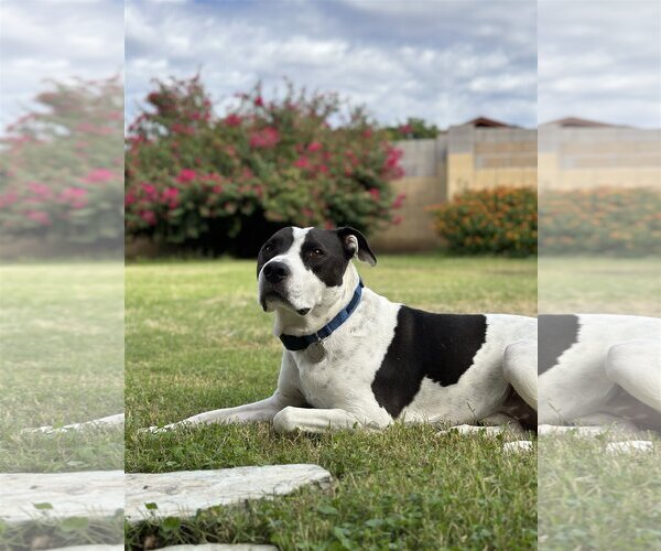 Medium Photo #2 Boxer-Pointer Mix Puppy For Sale in Chandler, AZ, USA