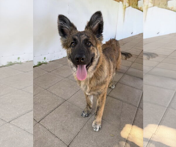 Medium Photo #1 Holland Shepherd Puppy For Sale in San Diego, CA, USA