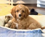 Puppy Puppy 3 Cavapoo
