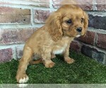 Small #5 Cavalier King Charles Spaniel