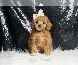 Poodle (Miniature) Puppy for sale in WARSAW, IN, USA